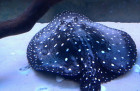 Trnucha Leopoldova