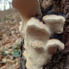 Troudnatec pásovaný (Formitopsis pinicola)