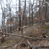 Obrázek k článku O akci Les a trochu nebes – Louny 2.-3. 3. 2024
