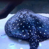 Trnucha Leopoldova